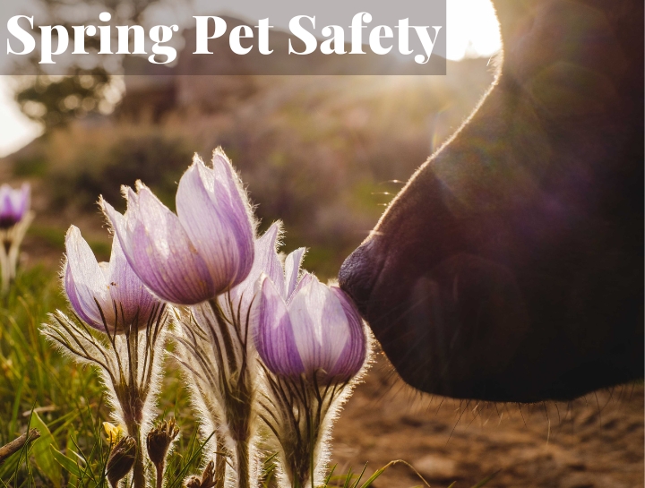 Spring Pet Safety Lambs Gap Animal Hospital